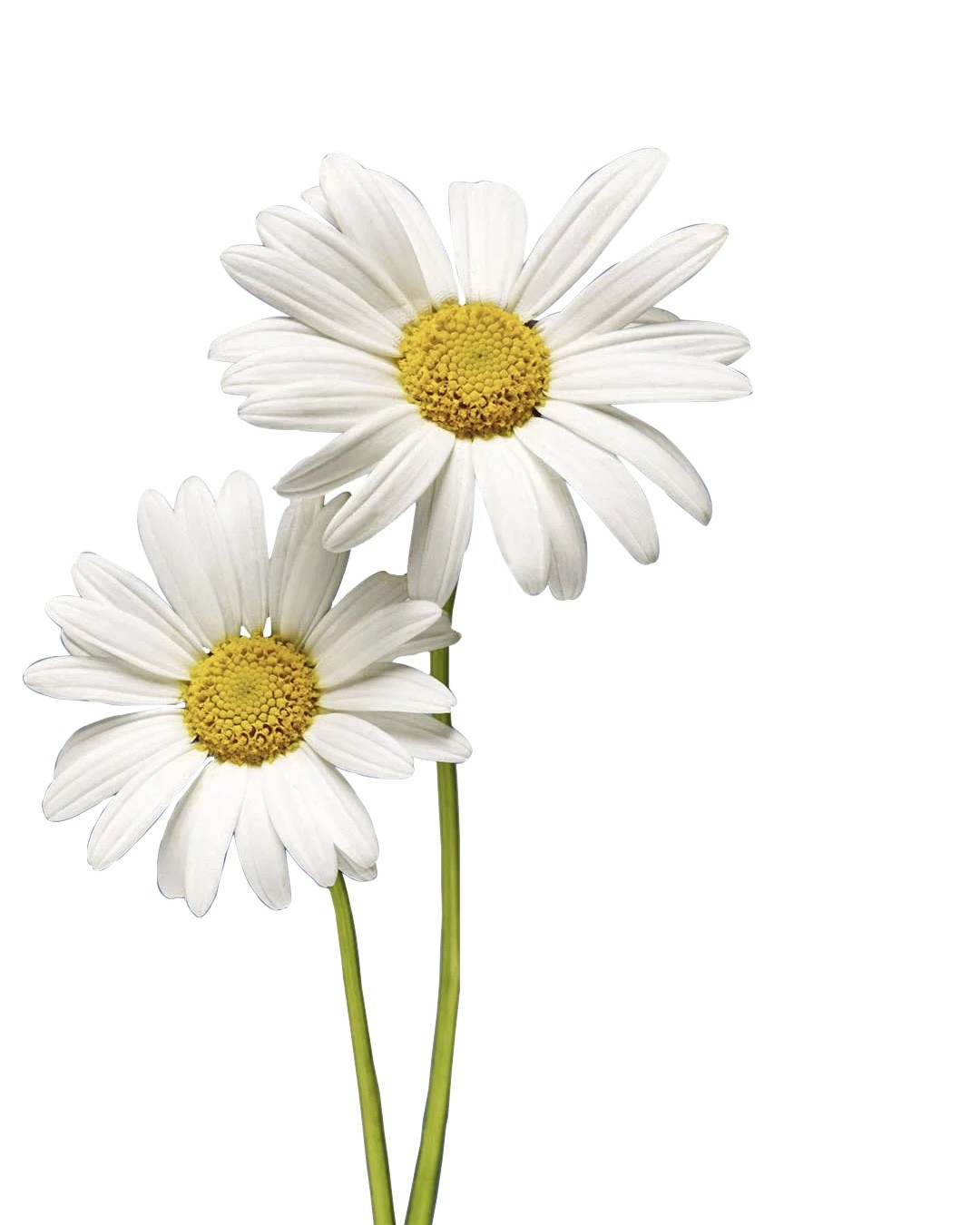 Daisy