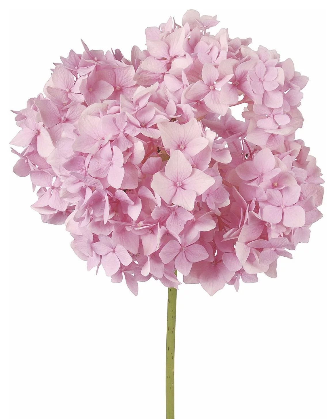 Hydrangea