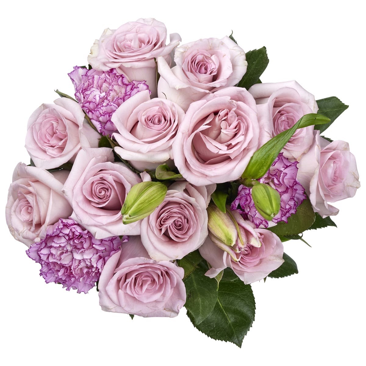 Lavender Rose Drift