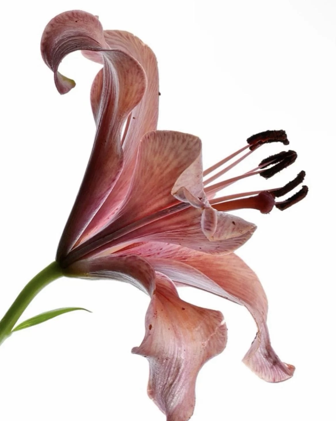 Lily