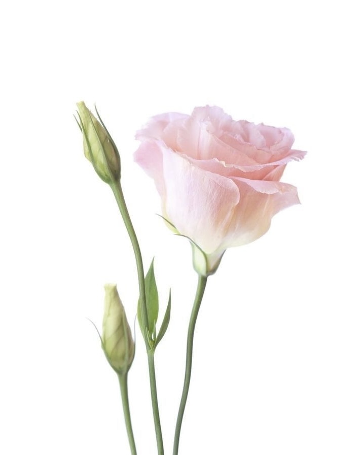 Lisianthus