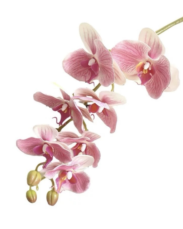 Orchid