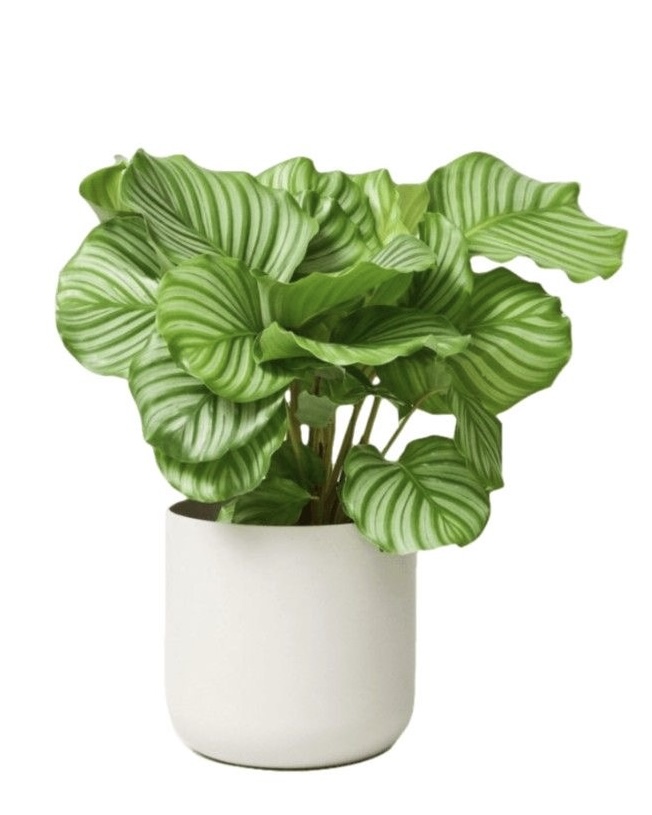 Striped Calathea
