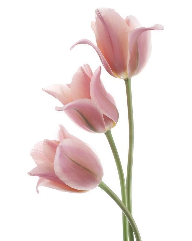 Tulip